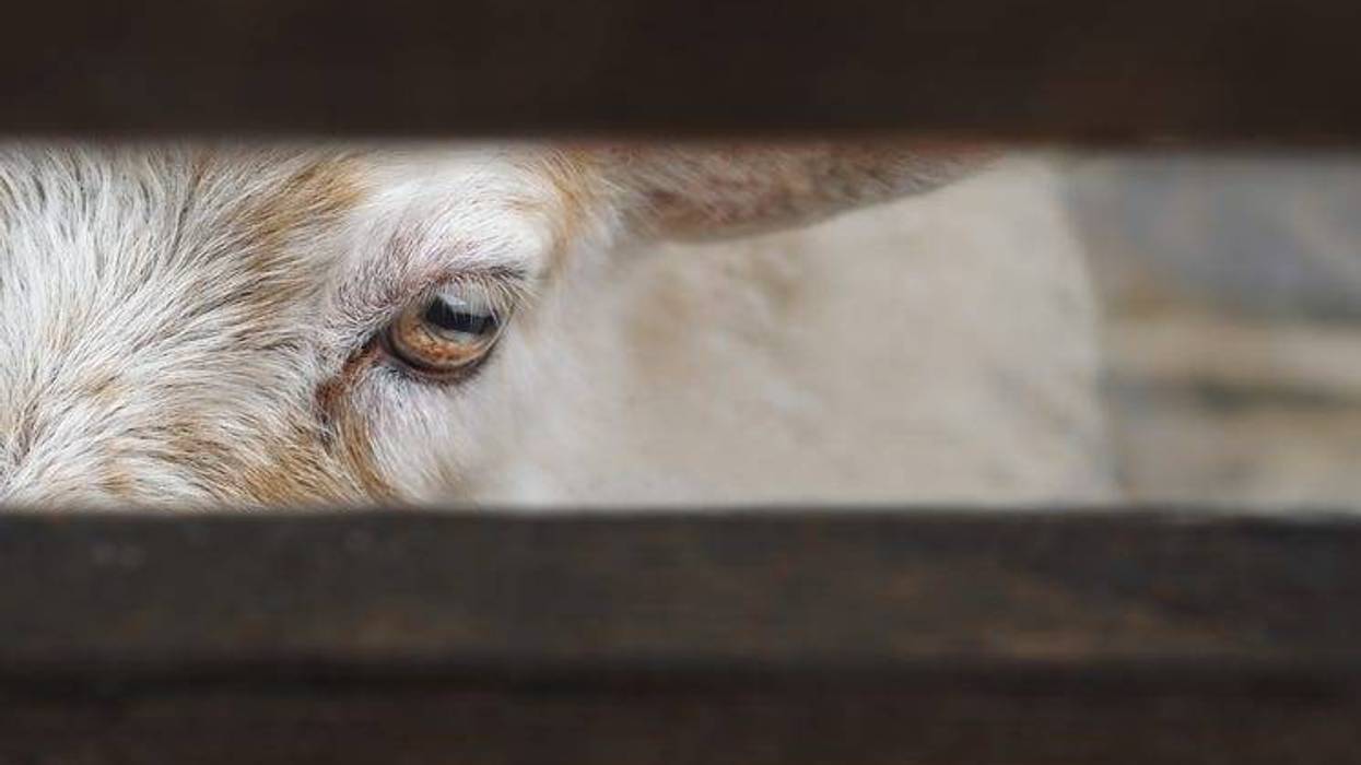 goat closeup