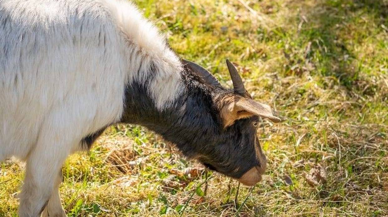 Goat eating grass on a sunny day
