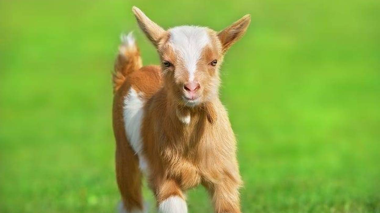 Goat