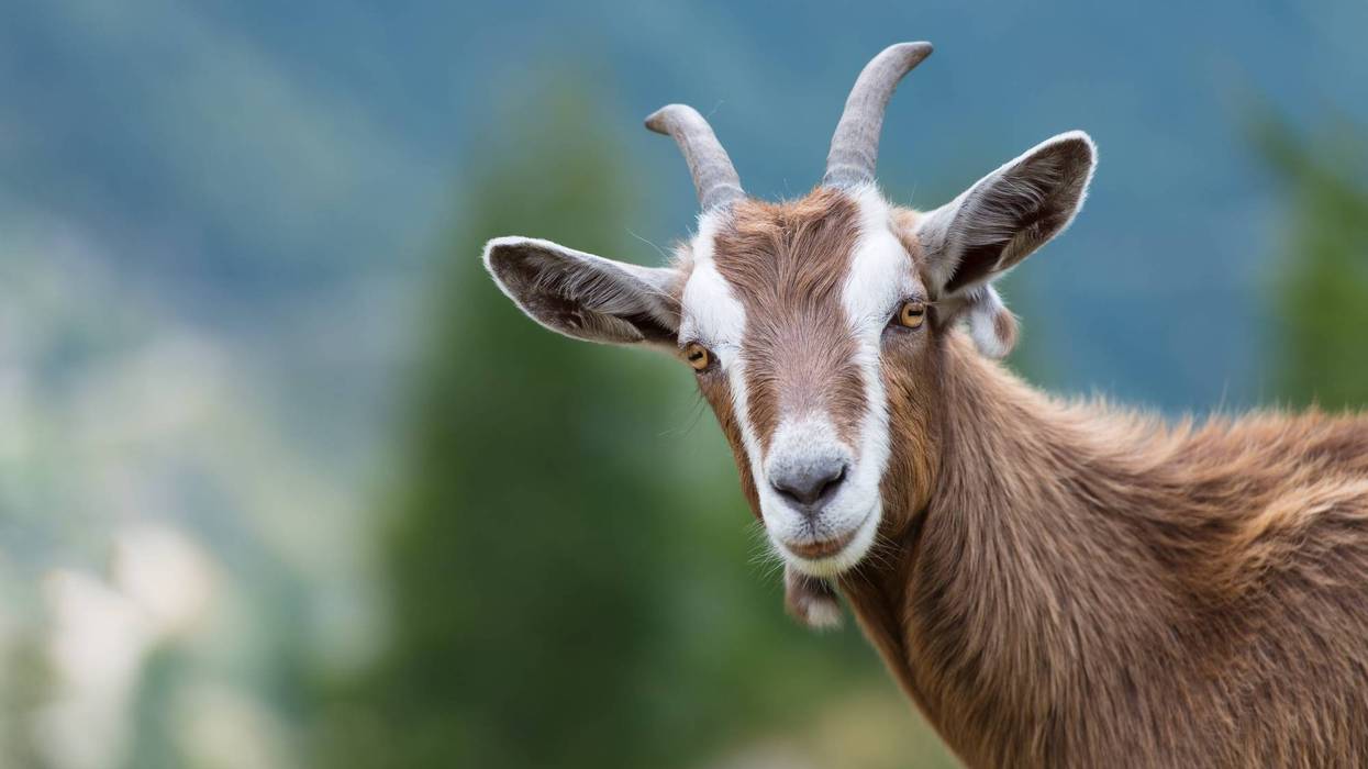 GOAT