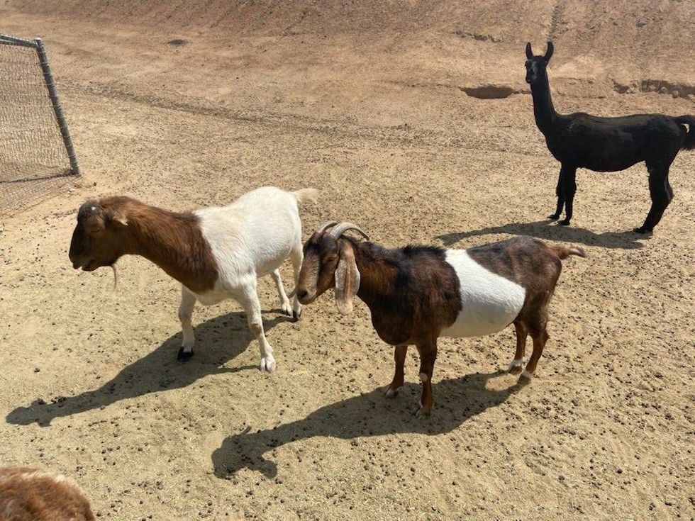 Goats and a llama at All Things Hooved Animal Rescue in Woodcrest