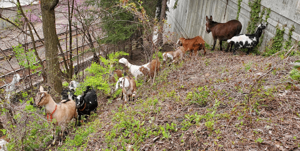 Goats on hillside