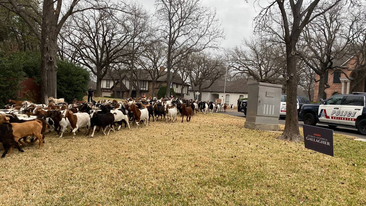 Goats!