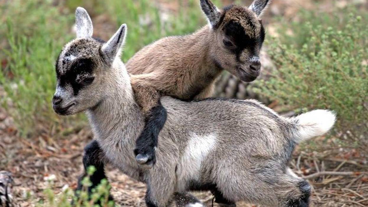 Goats