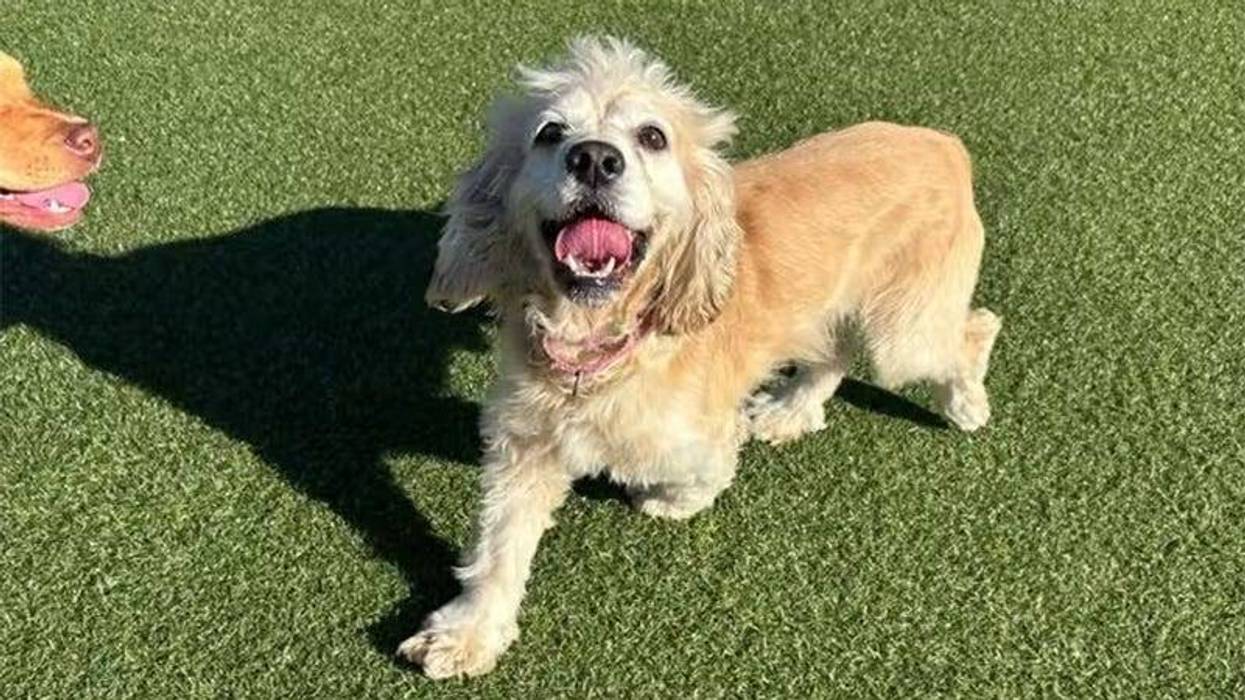 golden Cocker Spaniel