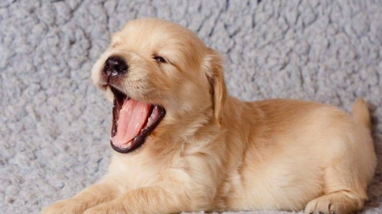 Golden retiever puppy yawning