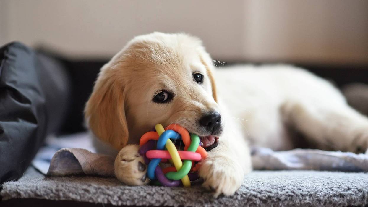 Golden retriever dog puppy playing with toy