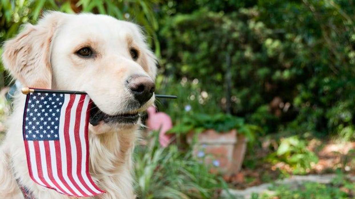 Golden Retriever with American Flag in his mouth