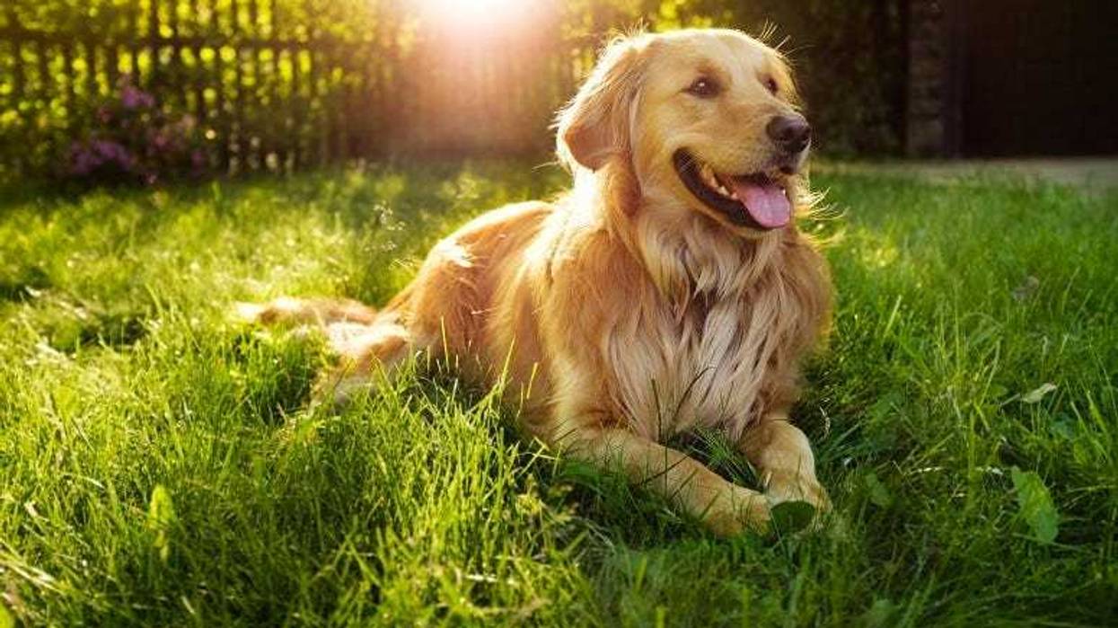 Golden Retriever