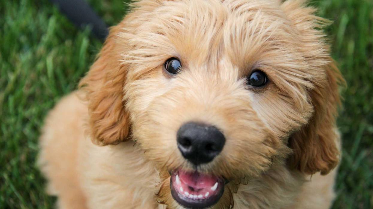 Goldendoodle