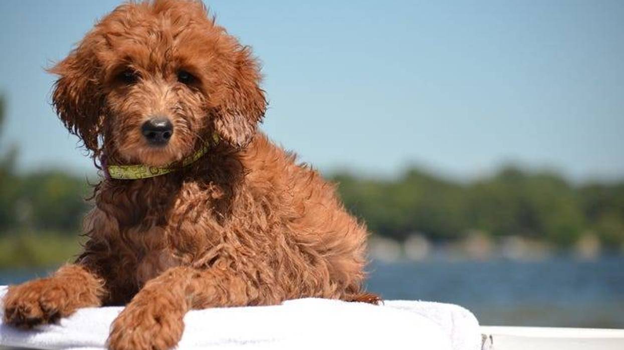 goldendoodle
