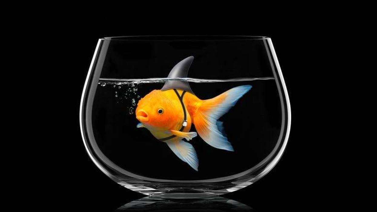 Goldfish