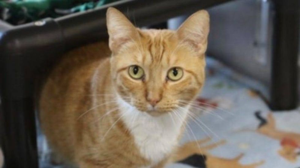 Goldie @ Austin Humane Society - Purr-fect time to Adopt!