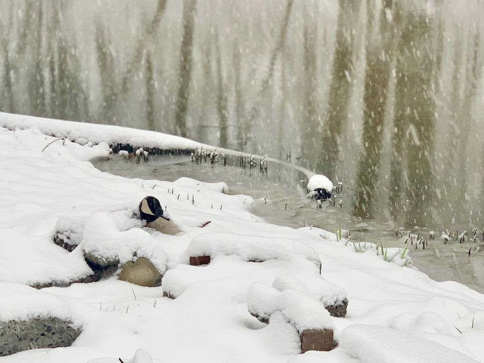 Goose in Buffalo. April 21, 2021