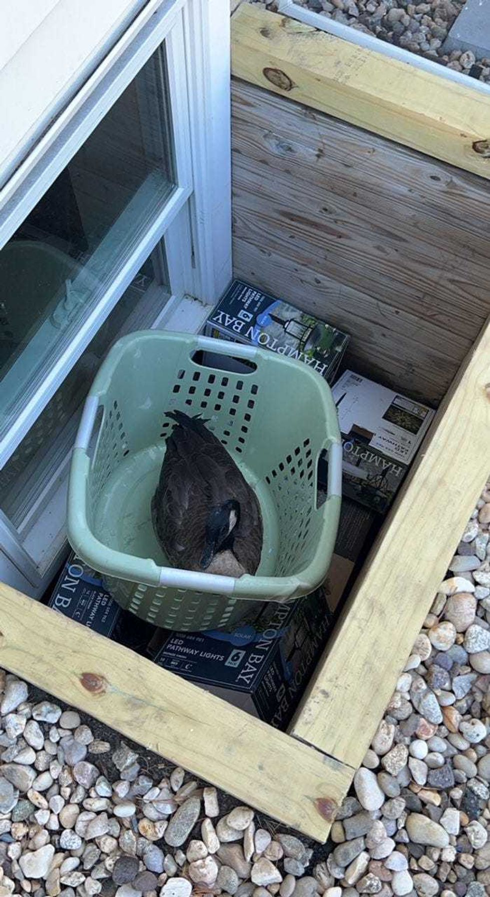 Goose rescue