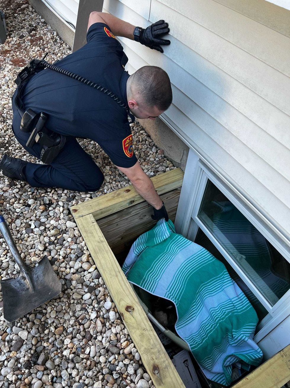 Goose rescue