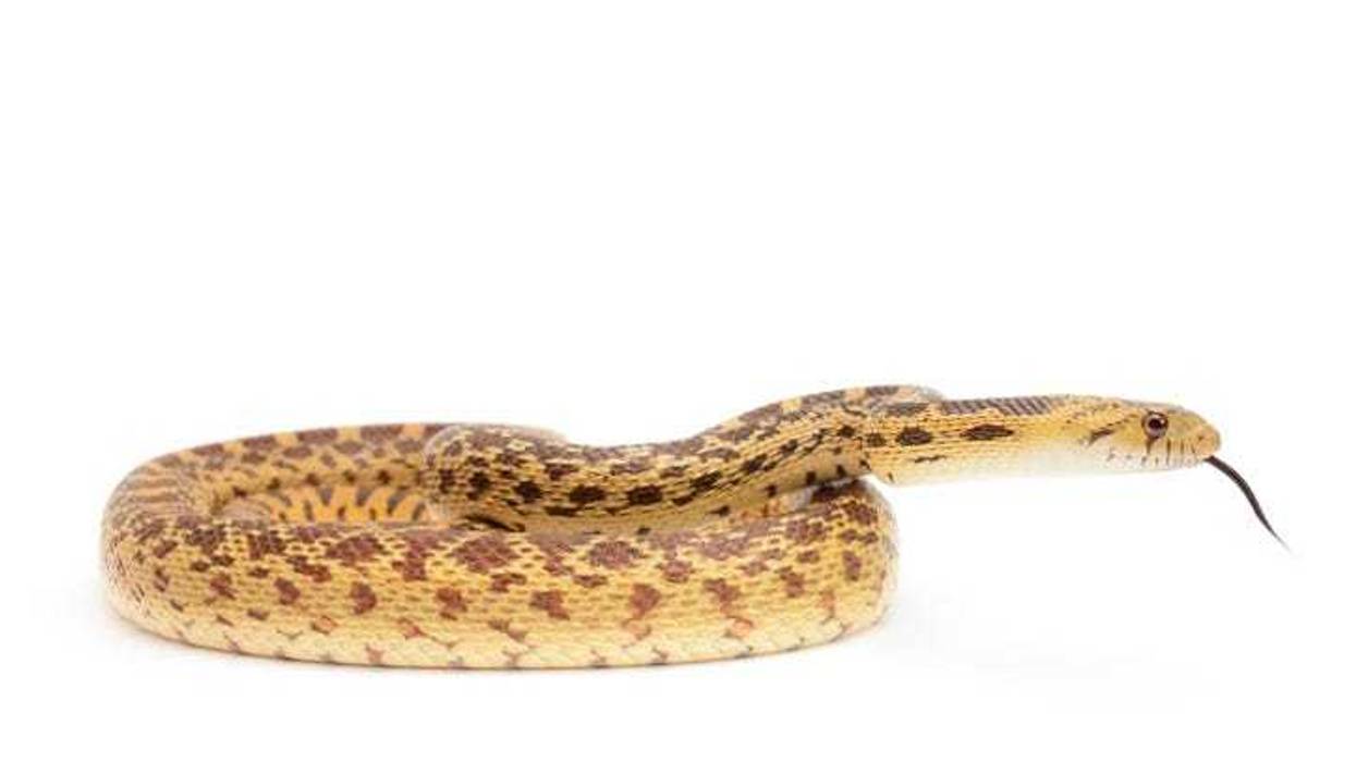 gopher snake