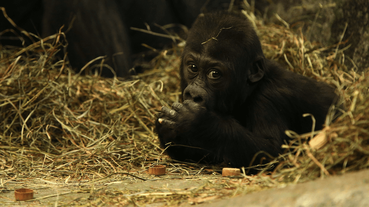 gorilla at Brookfield Zoo