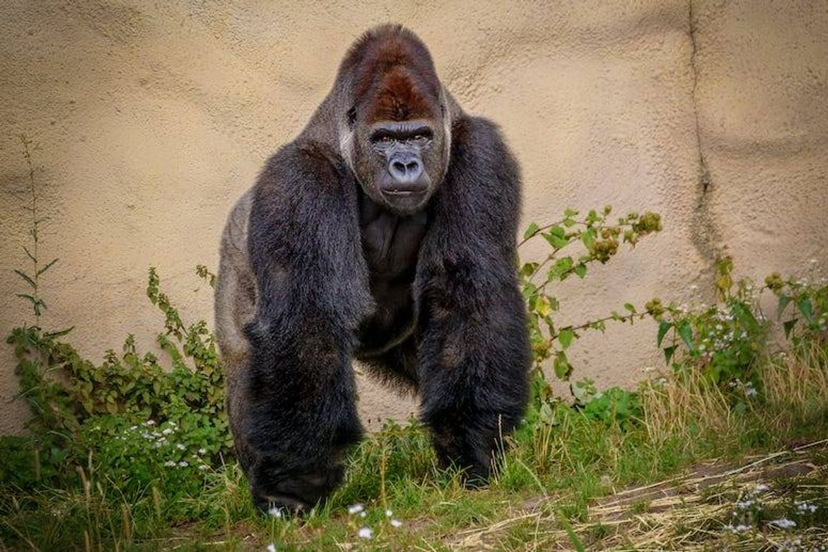 Gorilla at the zoo