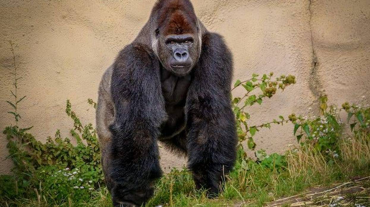 Gorilla at the zoo