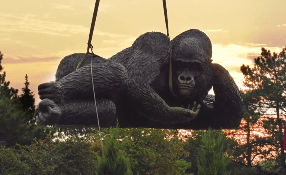 Gorilla statue being installed