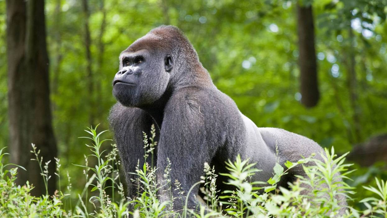 Gorilla