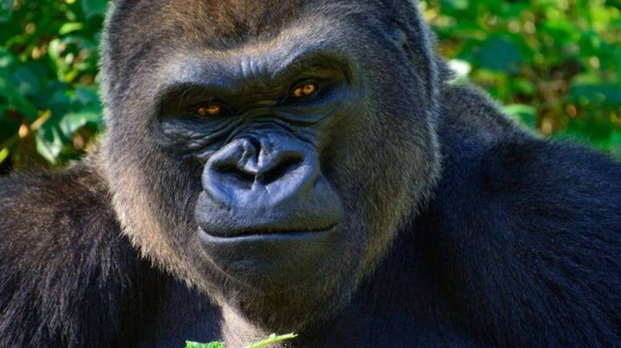 Gorilla