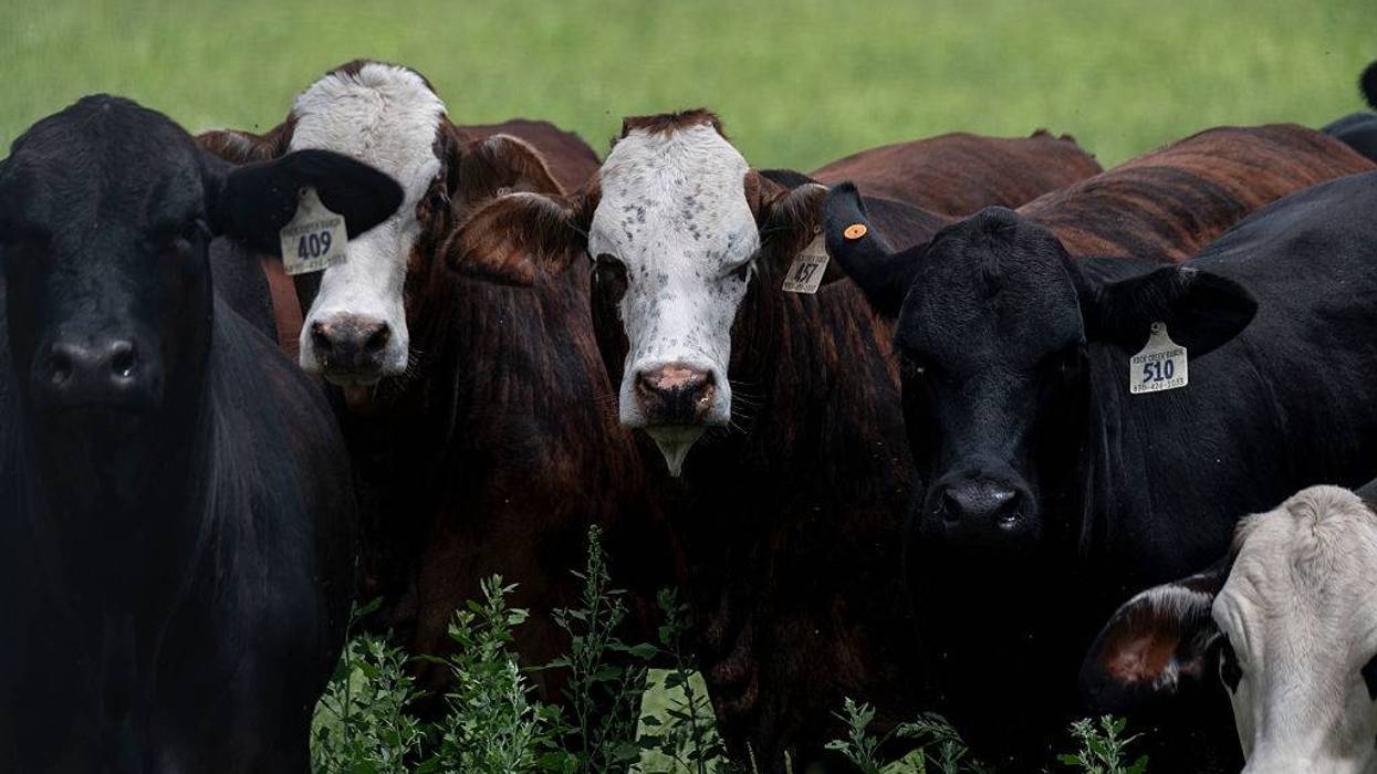 Gov. Greg Abbott has expanded a statewide disaster declaration as federal officials confirmed a second case of New World screwworm in a Zavala County calf, ramping up efforts to protect Texas livestock from the parasitic fly.