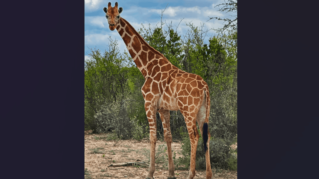 Gracie the giraffe found after 2 weeks roaming the Texas Hill Country