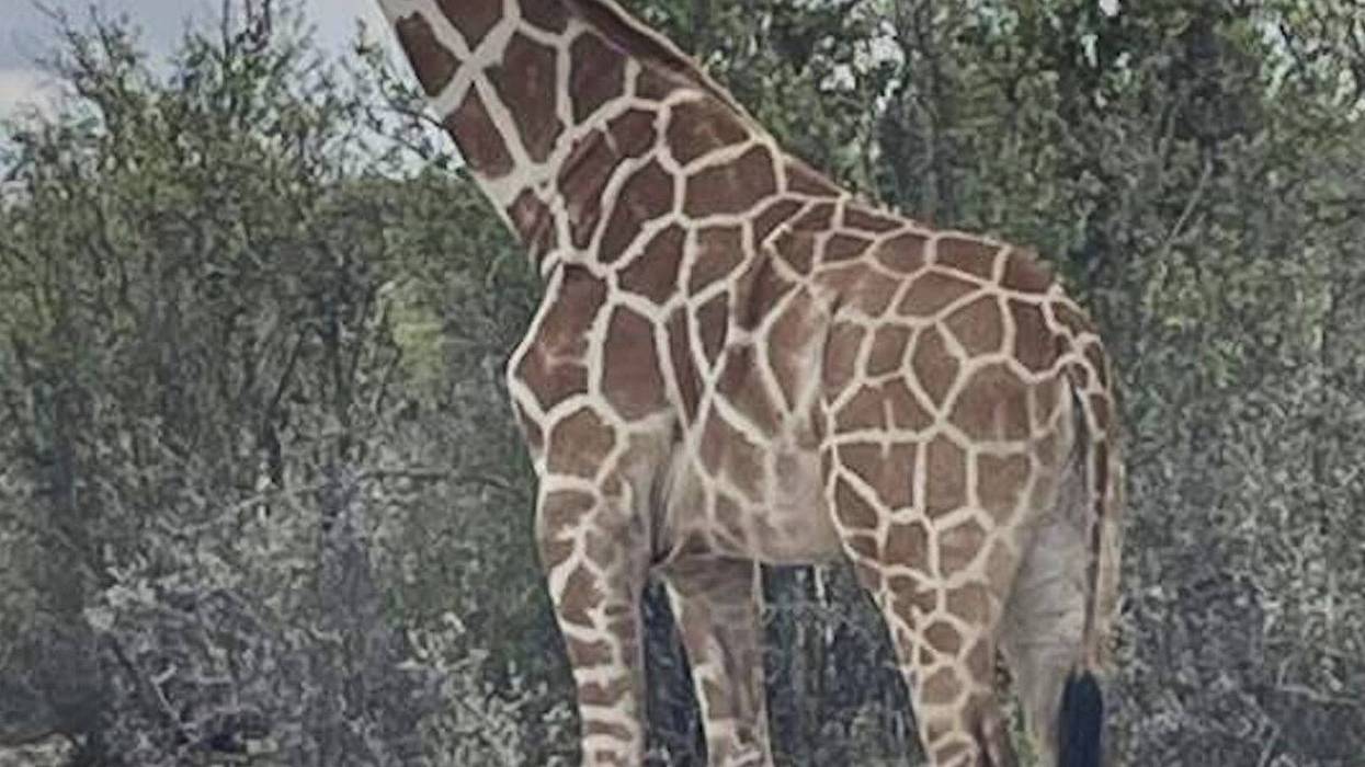 Gracie the giraffe remains missing in Texas Hill Country