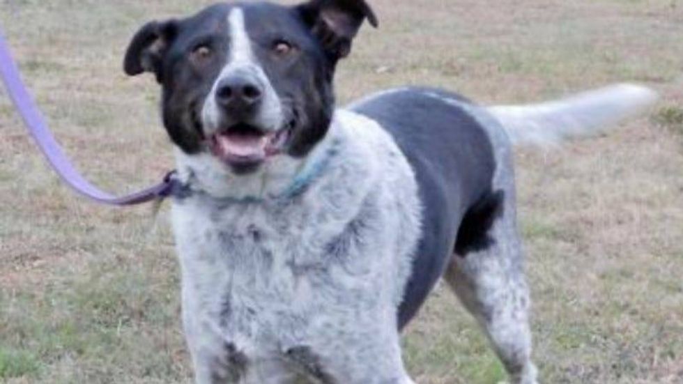 Graham @ Austin Humane Society 1/19/22