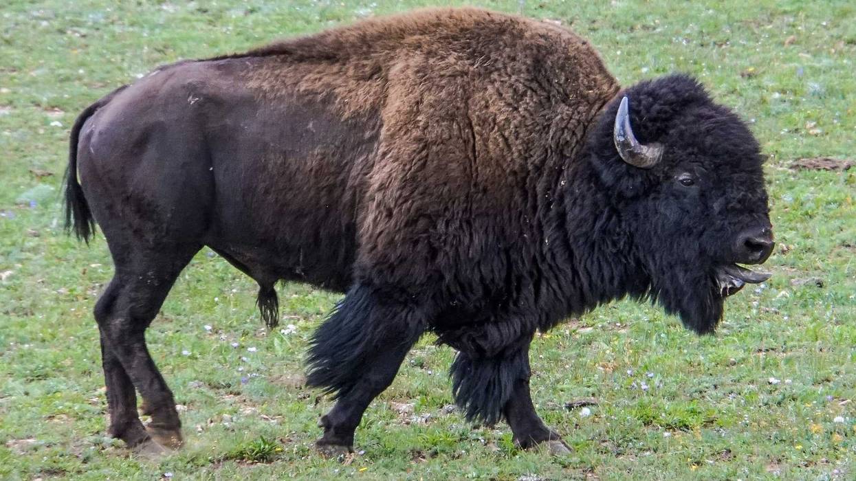 Grand Canyon Bison