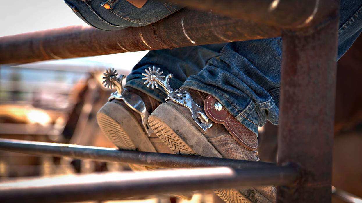 Grand Champion Steer at Fort Worth Stock Show and Rodeo