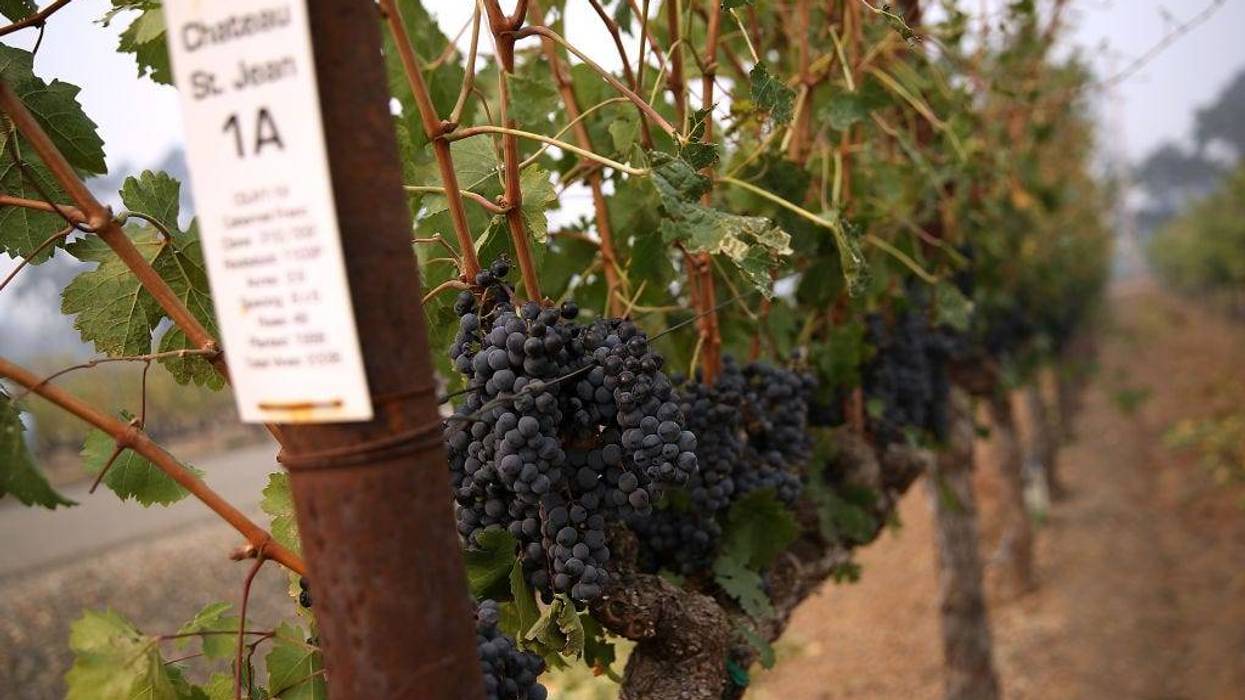 Grapes hang from a vine at Chateau St. Jean winery on October 10, 2017 in Kenwood, California.