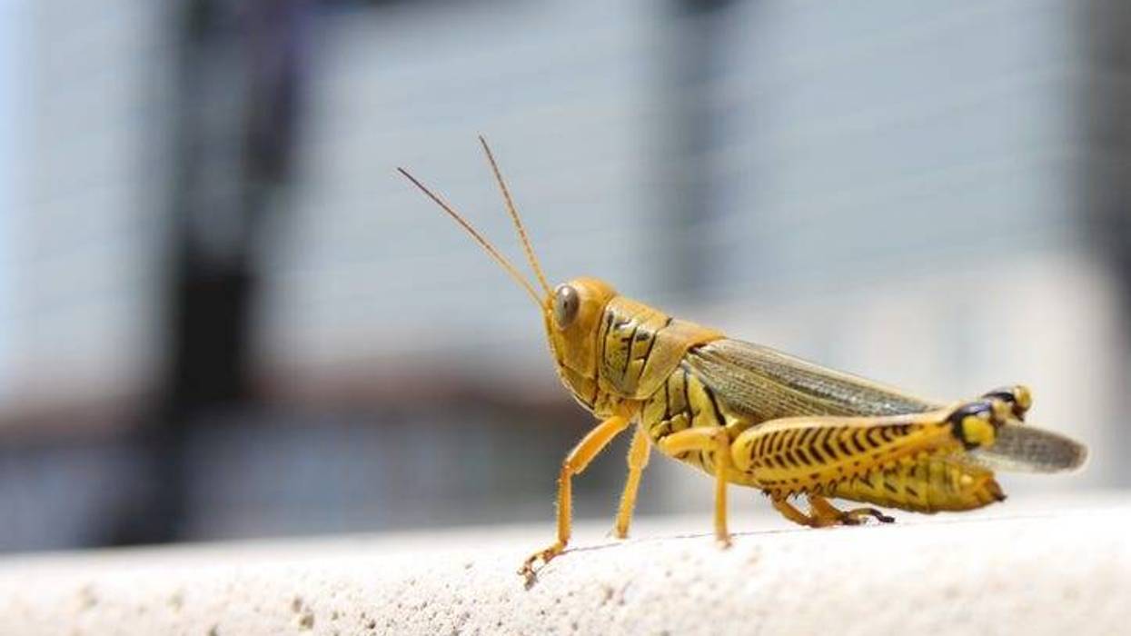 Grasshopper located in the middle of town. Could it be the Cricket in Times Square?