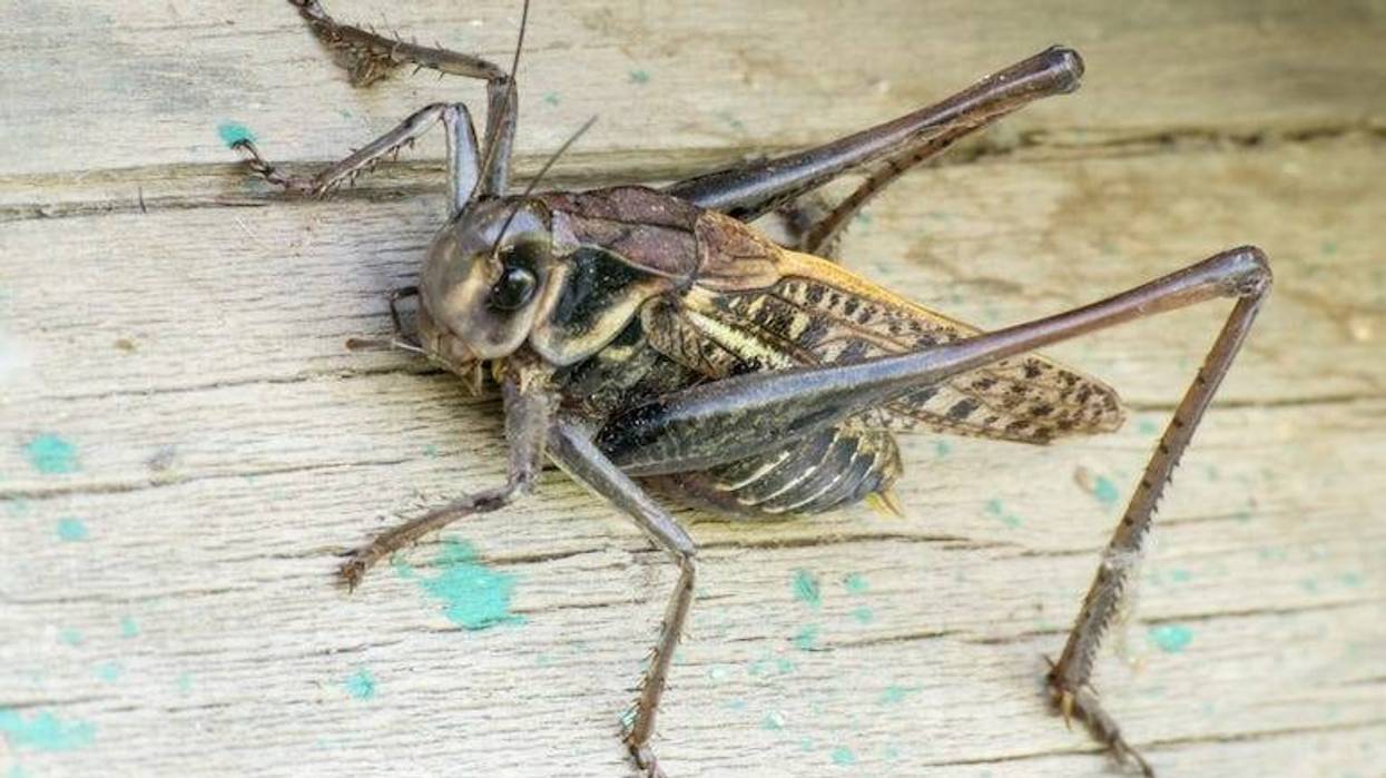 Grasshopper, Summer, Wooden Table, Close Up