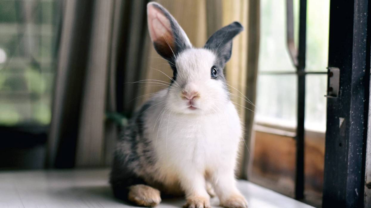 gray and white bunny sitting on a desk