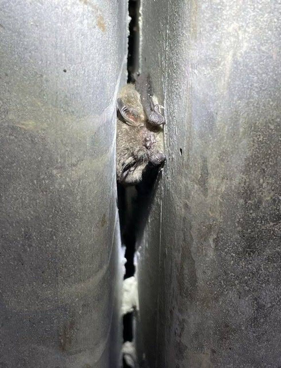 Gray Bat roosting in a crevice under a bridge