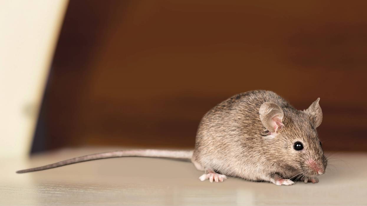 Gray mouse