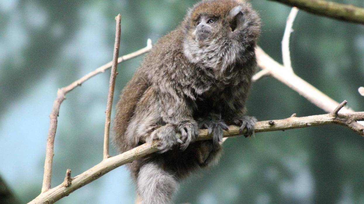 Gray Titi Monkey Delasol