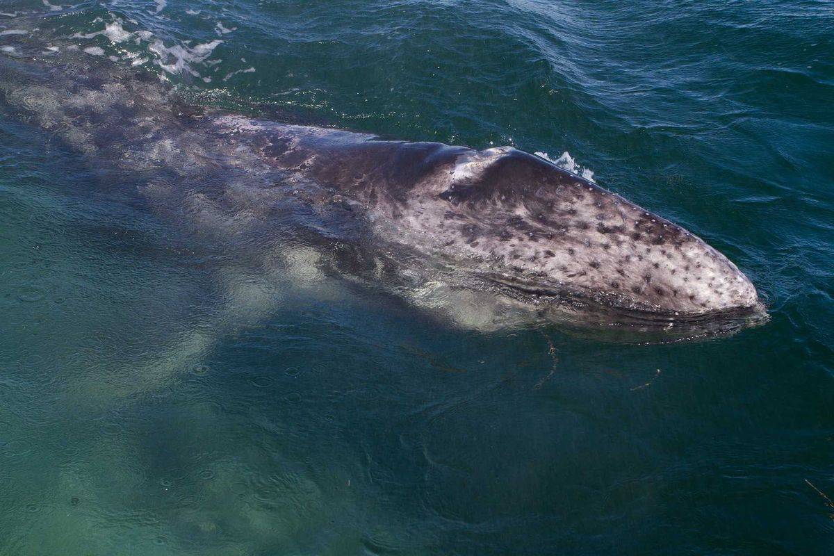 Gray Whale