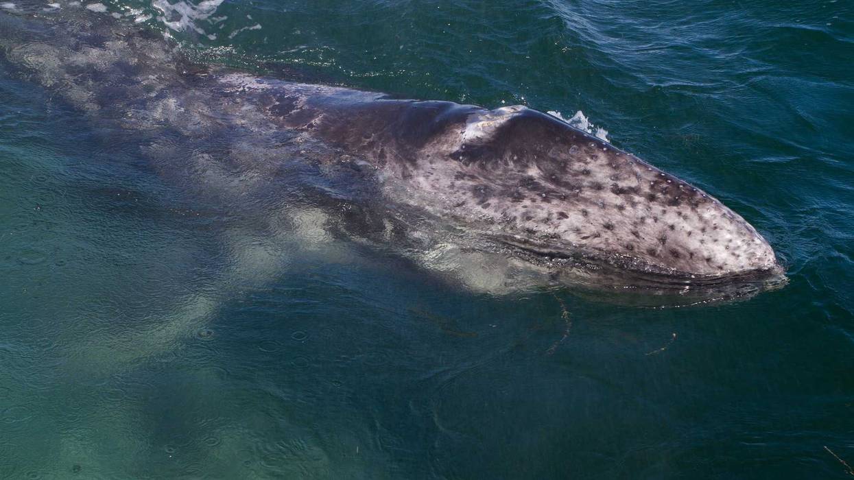 Gray Whale