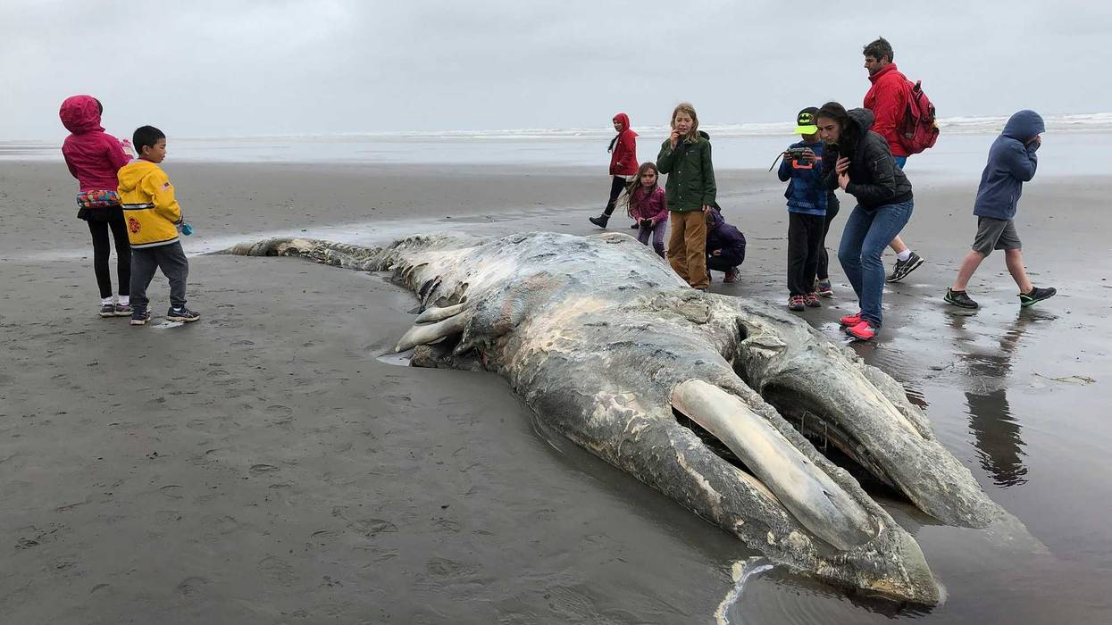 Gray Whales