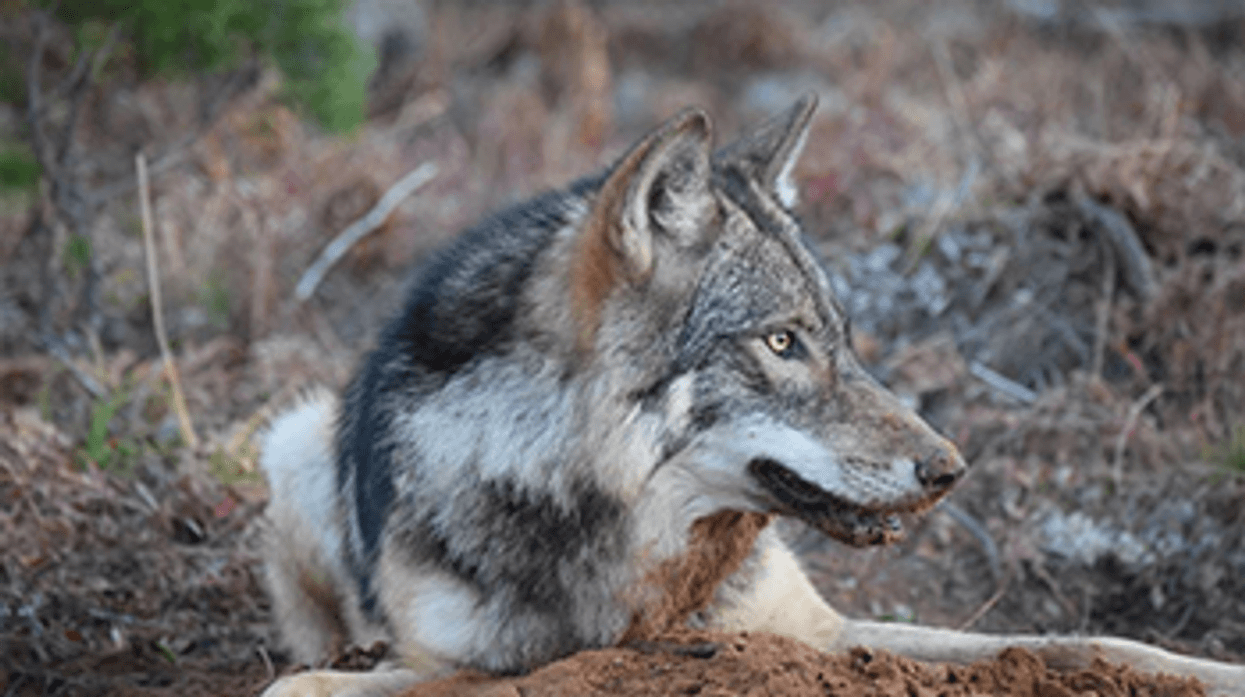 Gray wolf in Michigan