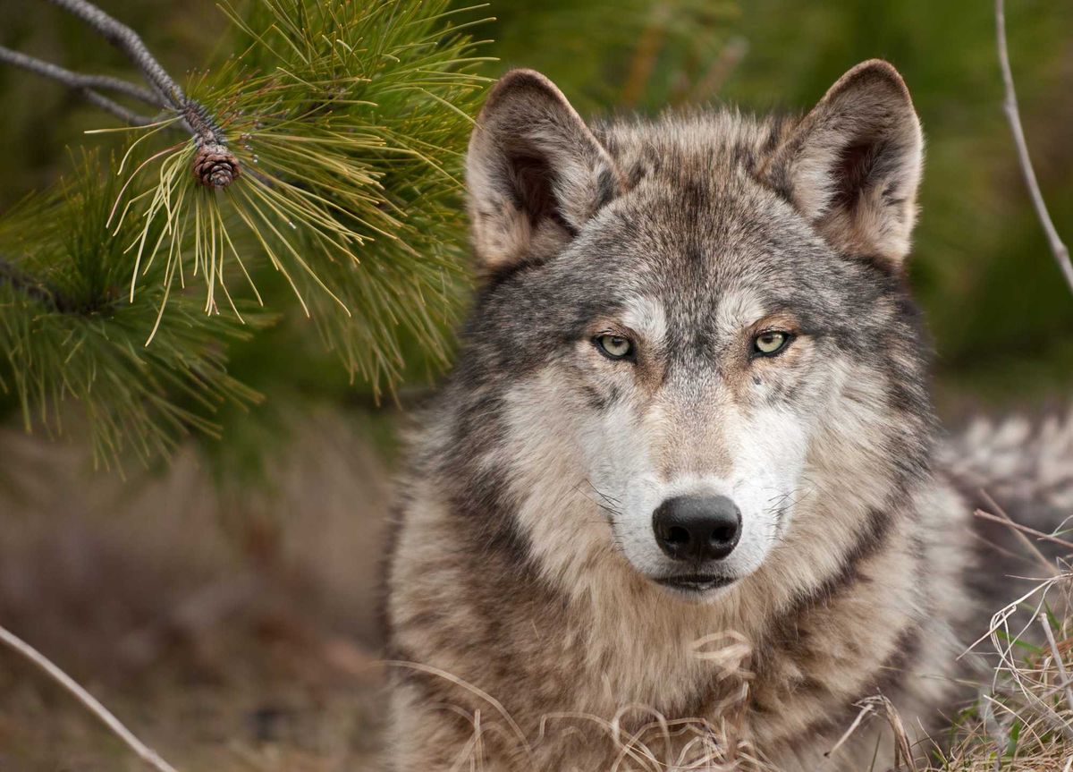 Gray wolf.