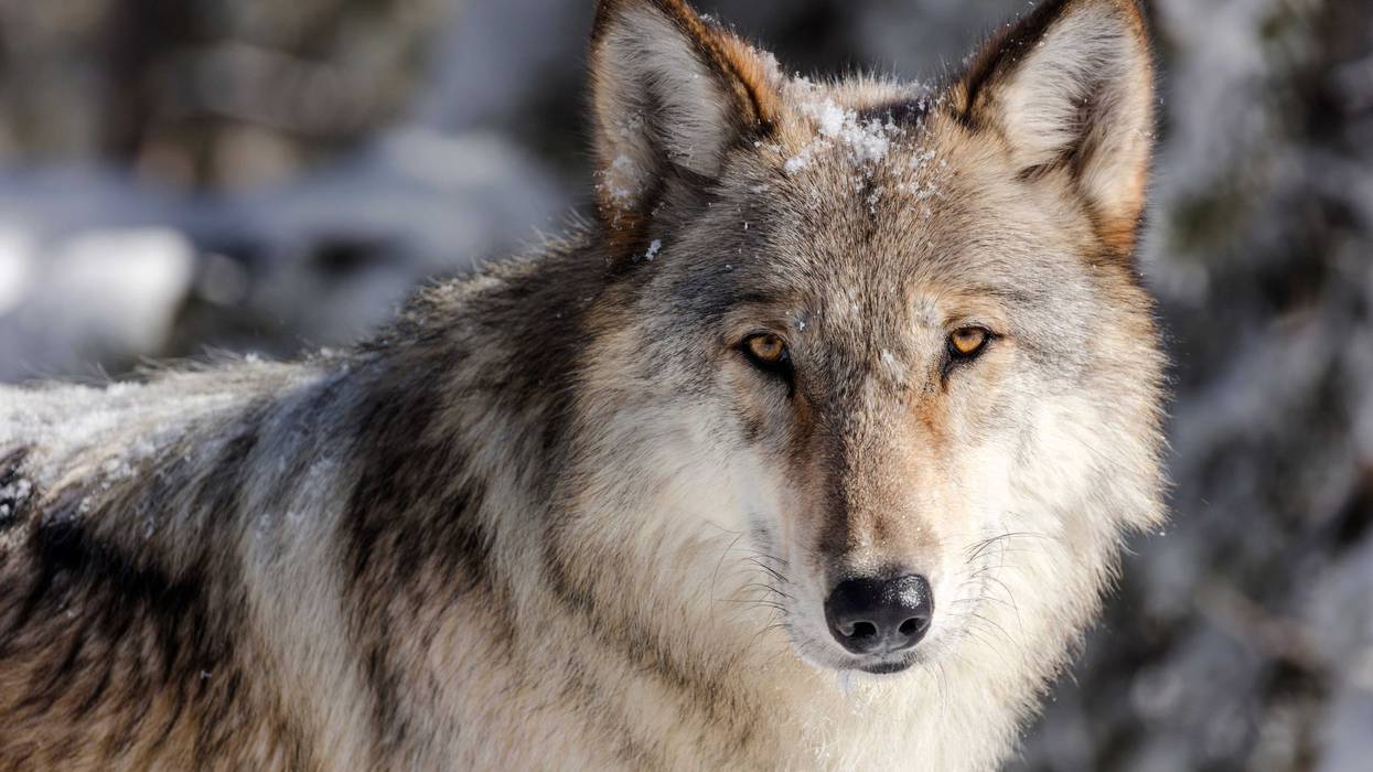 Gray Wolves-Protections