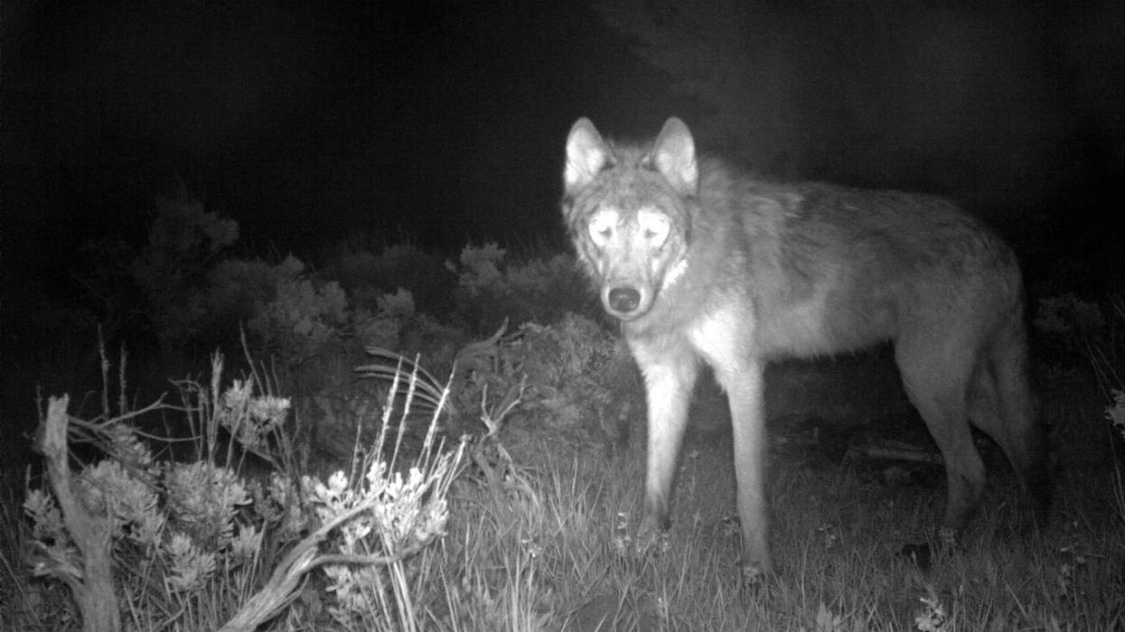 Gray Wolves-Protections