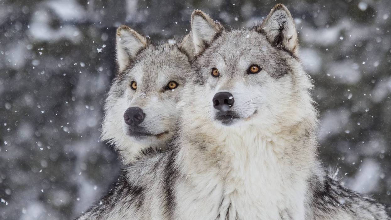 Gray wolves
