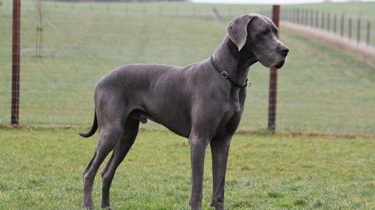 Great Dane