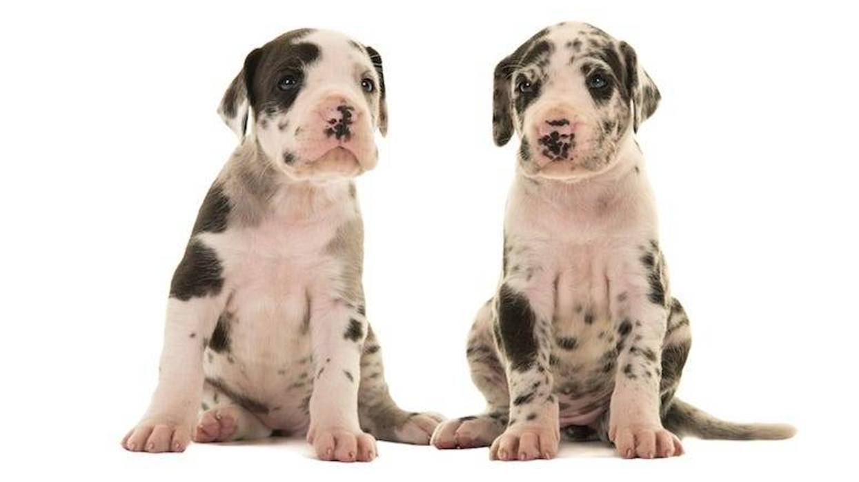 Great Danes, Puppies, Dogs, White Background